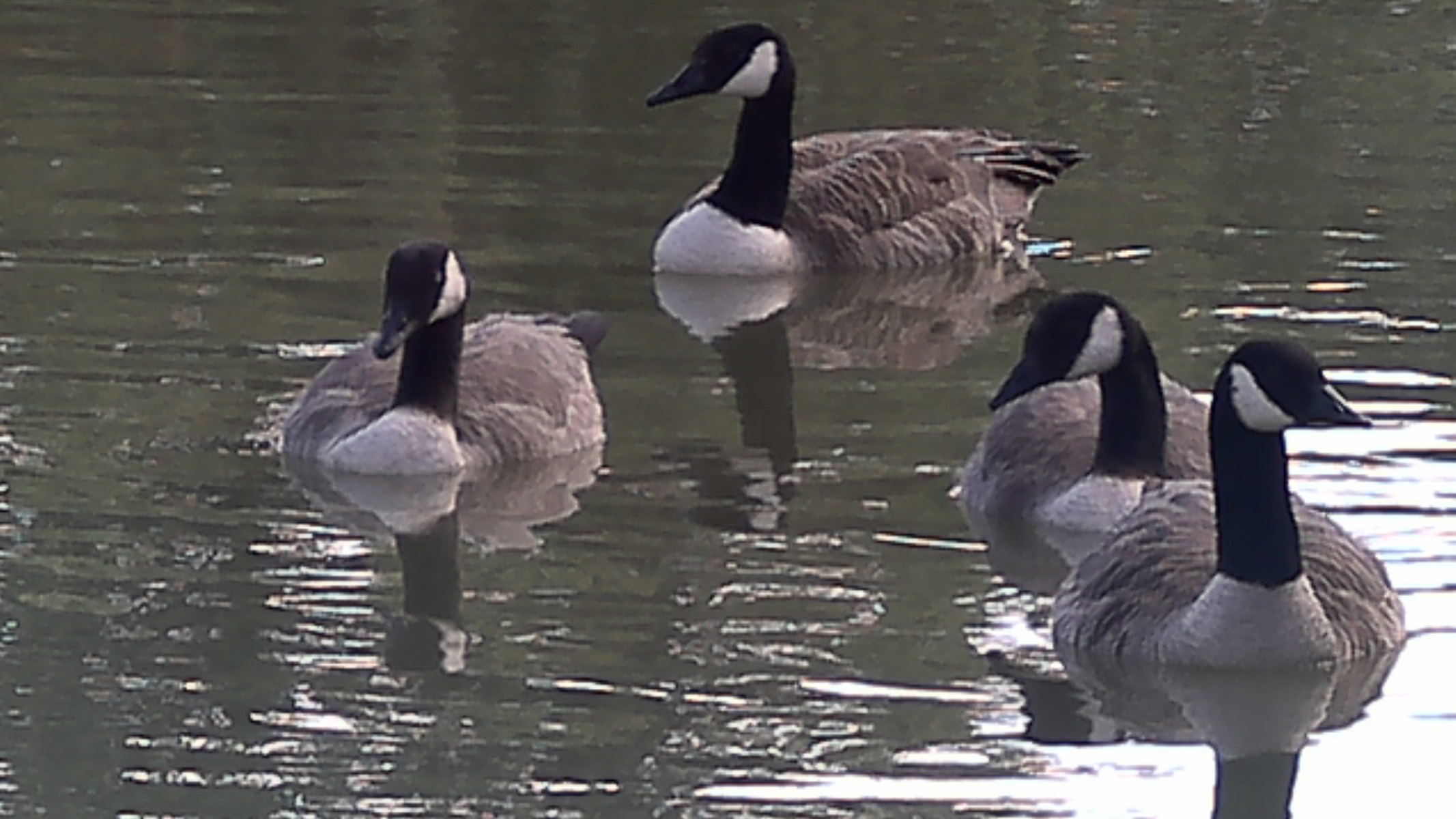 water birds on a pond