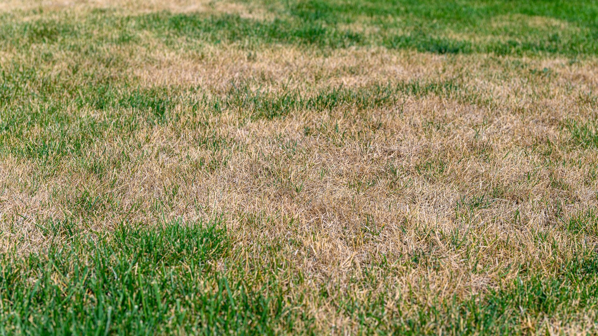 picture of lawn with brown patches in it