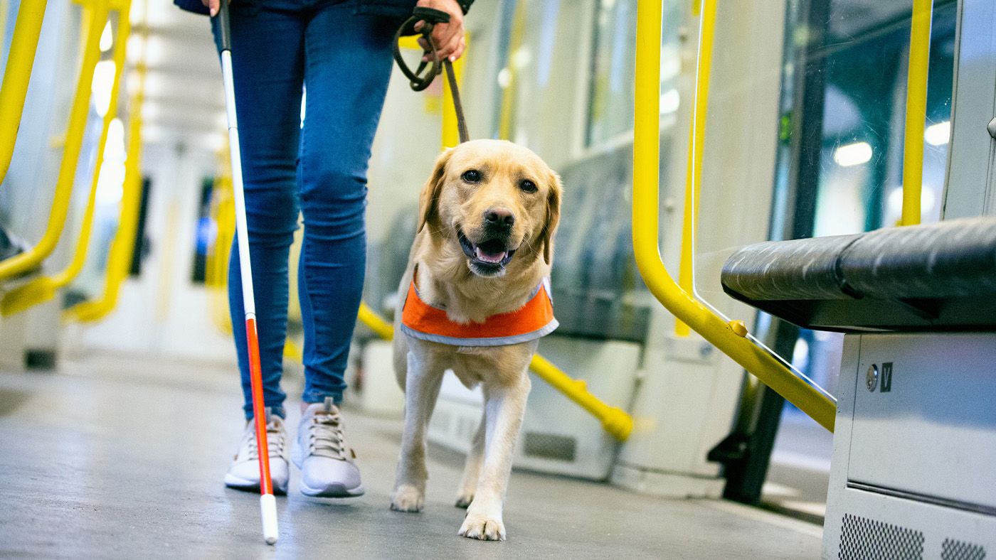 How AI is being used to help find new guide dogs | PetsRadar