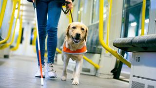 Guide dog helping owner on subway