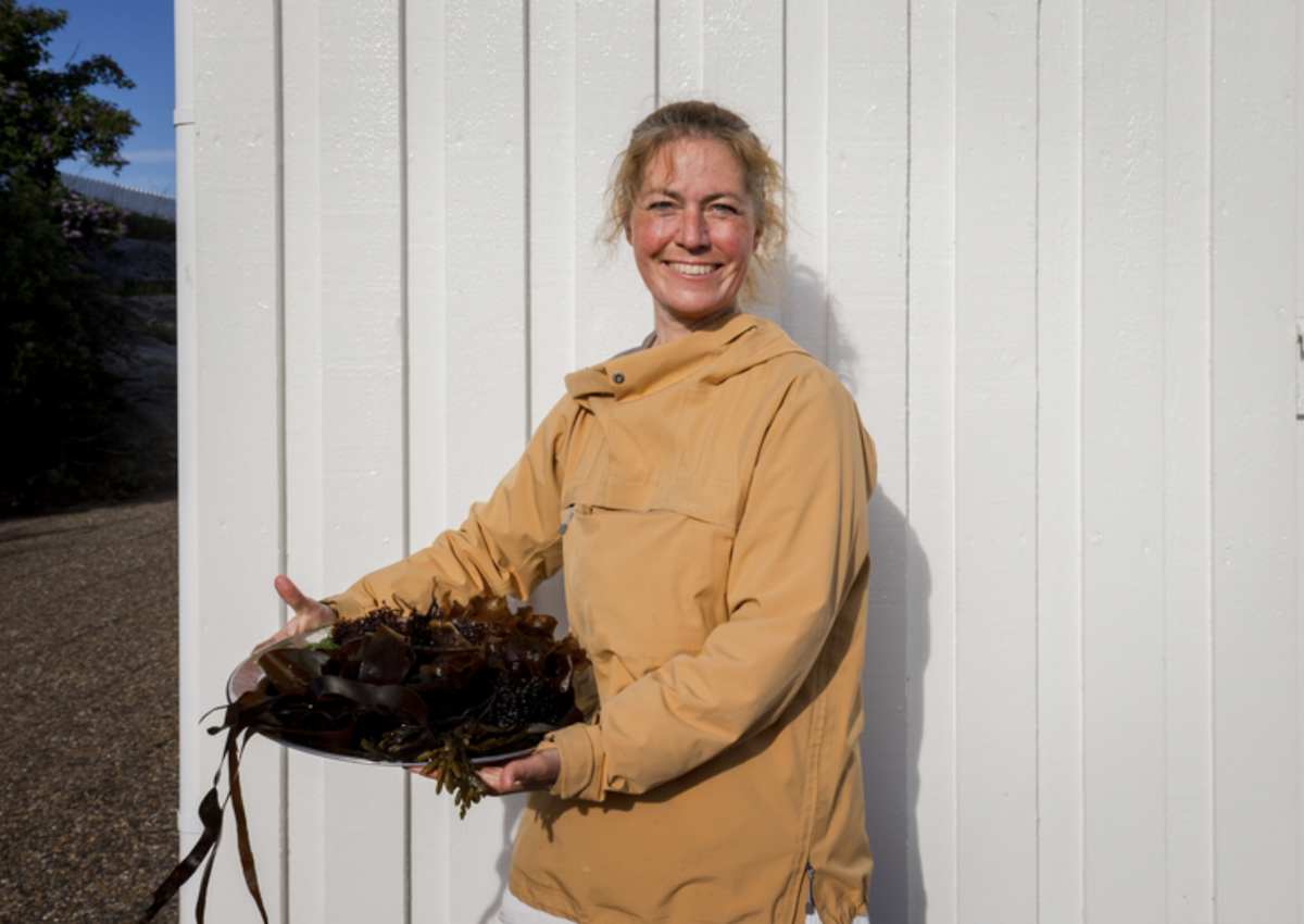 Seaweed foraging in Sweden