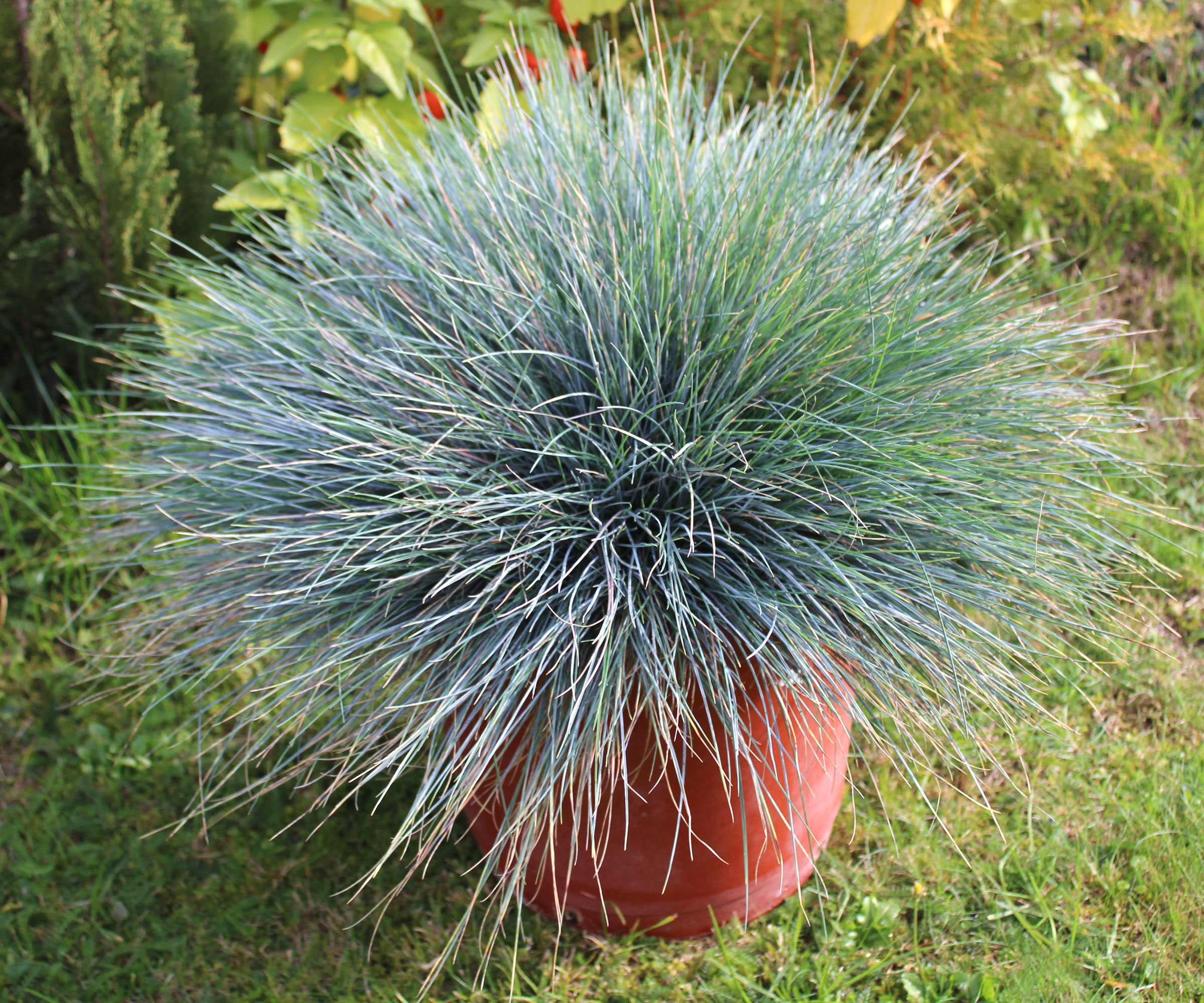 blue fescue plant growing in container in garden