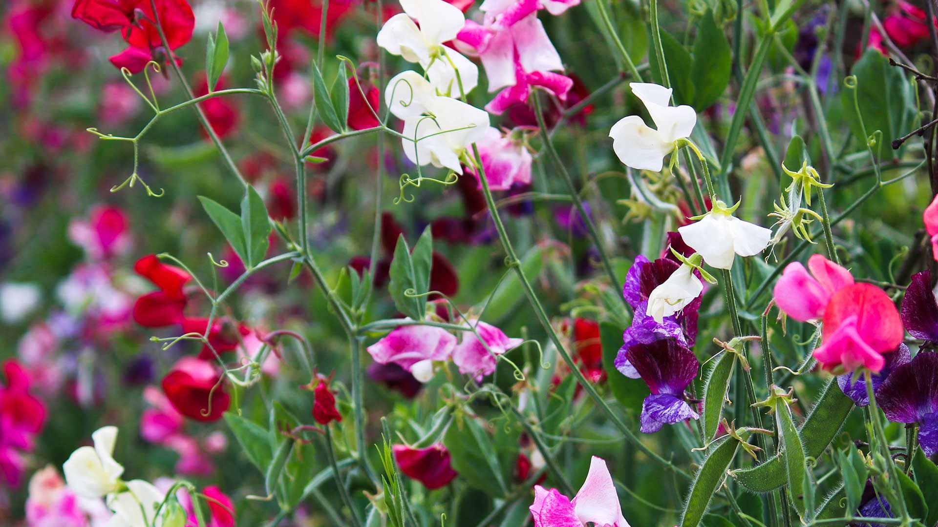 colourful sweet peas