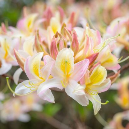 Light yellow and pink blooms on azalea bush