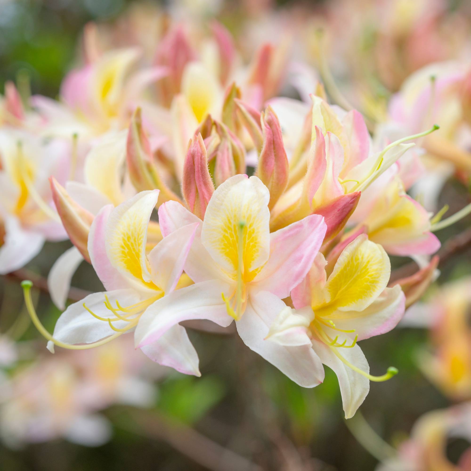 Light yellow and pink blooms on azalea bush