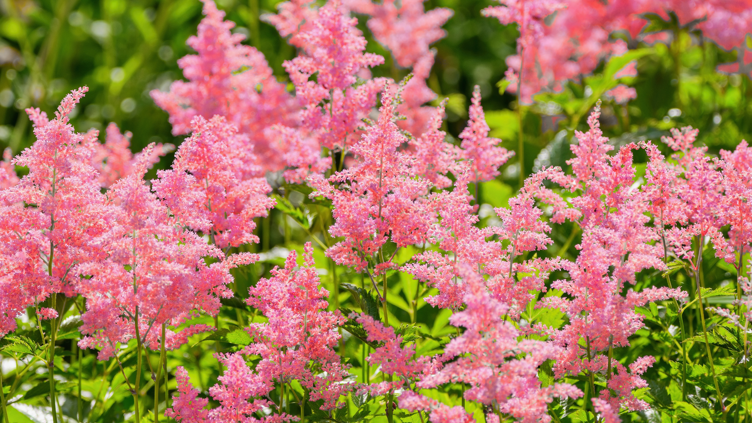 Flowers that love the rain astilbe flowers