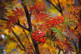 Red rowanberries of the mountain ash tree