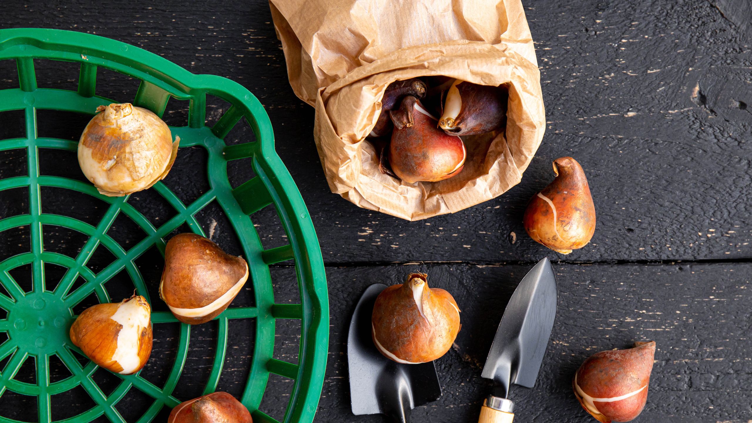 Gardeners urged to plant their bulbs at night this October — here's why
