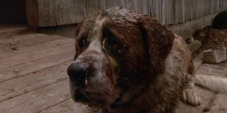 Cujo infected with rabies in Cujo