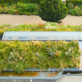 green roof with wildflowers and a skylight, showing a footpath below bordered by more greenery