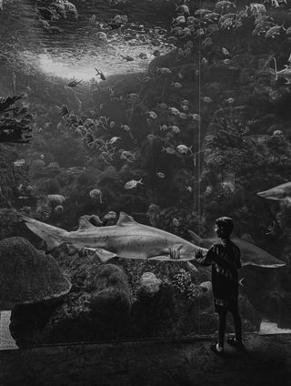 A boy at an aquarium looking at a shark