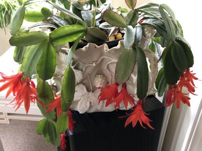 Christmas cactus