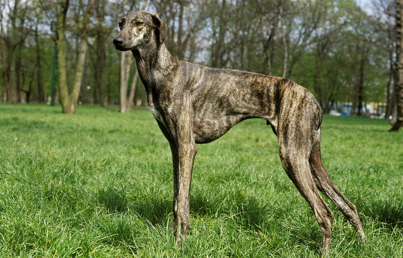 A beautiful brindled Sloughi dog