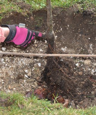 Using a cane to gauge the correct planting depth of a grafted shrub