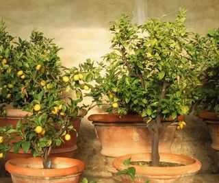 Large citrus pots for a dramatic display