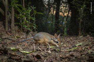 A sengi on the forest floor