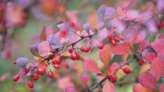 Berberis shrub