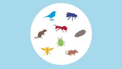 graphic of various household pests found in the home 