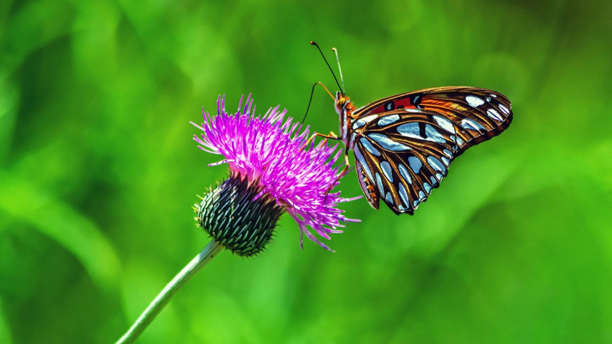 What Butterflies Need in May – 7 Ways You Can Ensure a Summer of Beautiful Pollinators