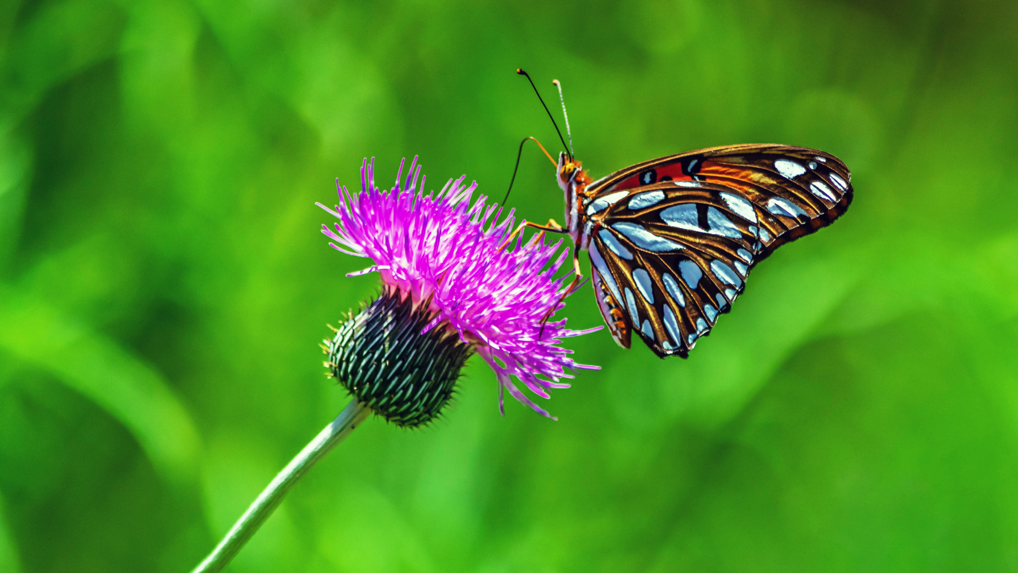 Gulf Fritillary butterfly on a thistle flower
