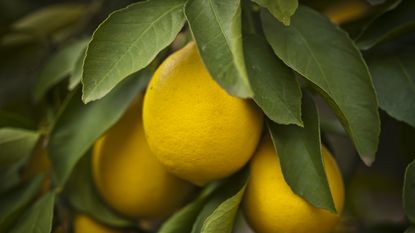 Up close on lemons growing on a lemon tree