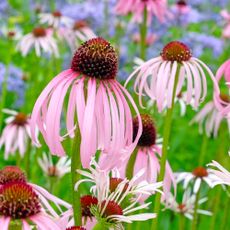Pink Echinacea pallida, pale purple coneflower, in bloom.