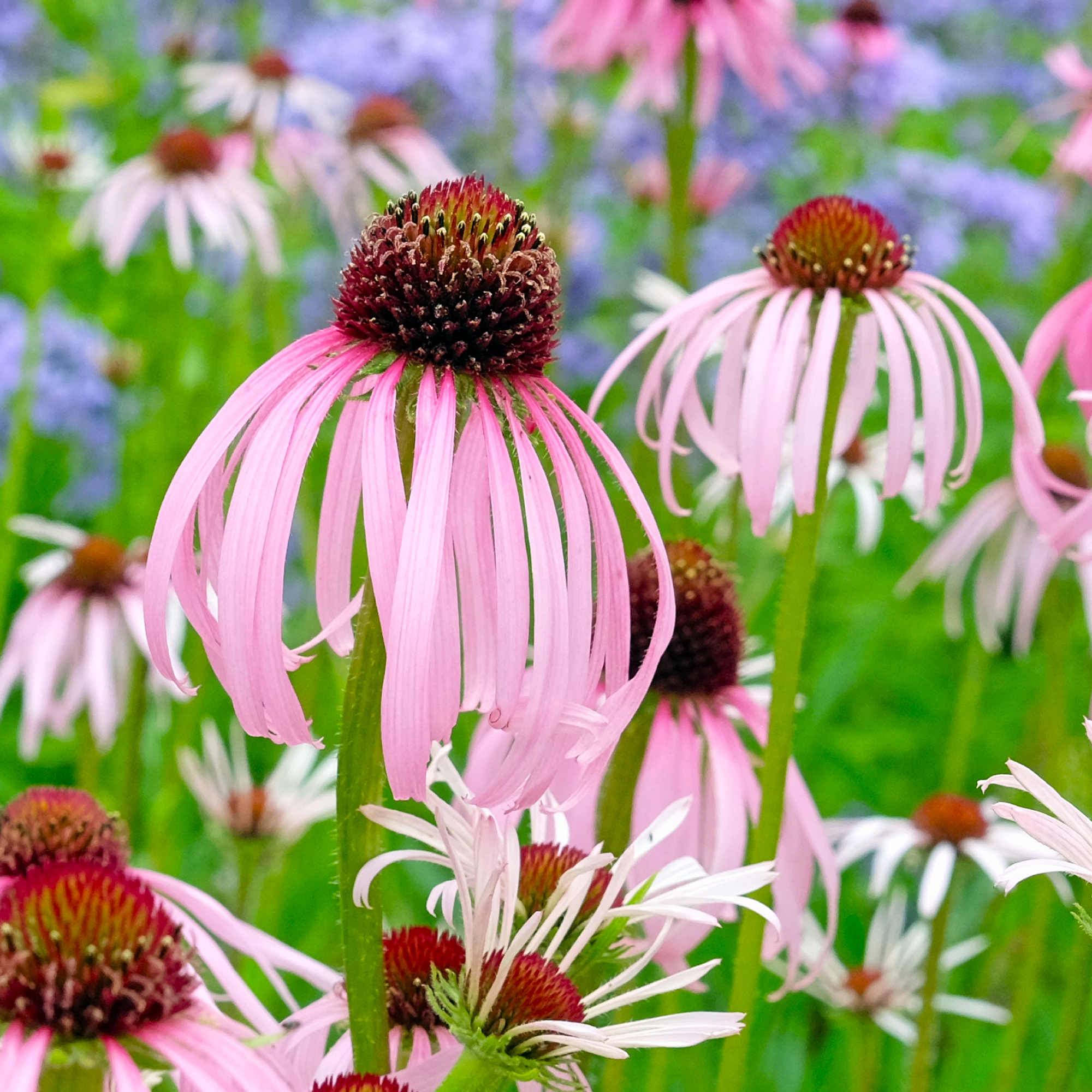 Pink Echinacea pallida, pale purple coneflower, in bloom.