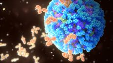 An illustration of the influenza virus (giant blue sphere) surrounded by human antibodies (small y-shaped orange shapes).