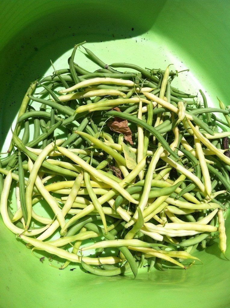 Information On When To Harvest Beans Gardening Know How