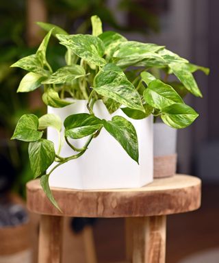 Marble Queen pothos plant in white ceramic pot on small wooden table