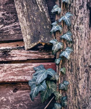 Ivy on fence