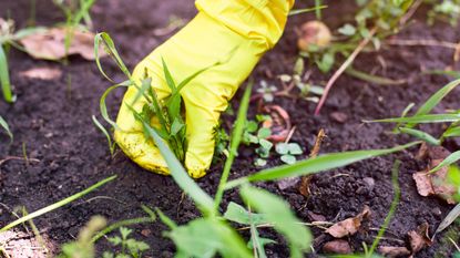 Pulling out grass by hand is a method for killing grass in flower beds