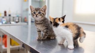 Two kittens at vet