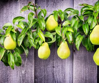 Espalier pear tree with fruit