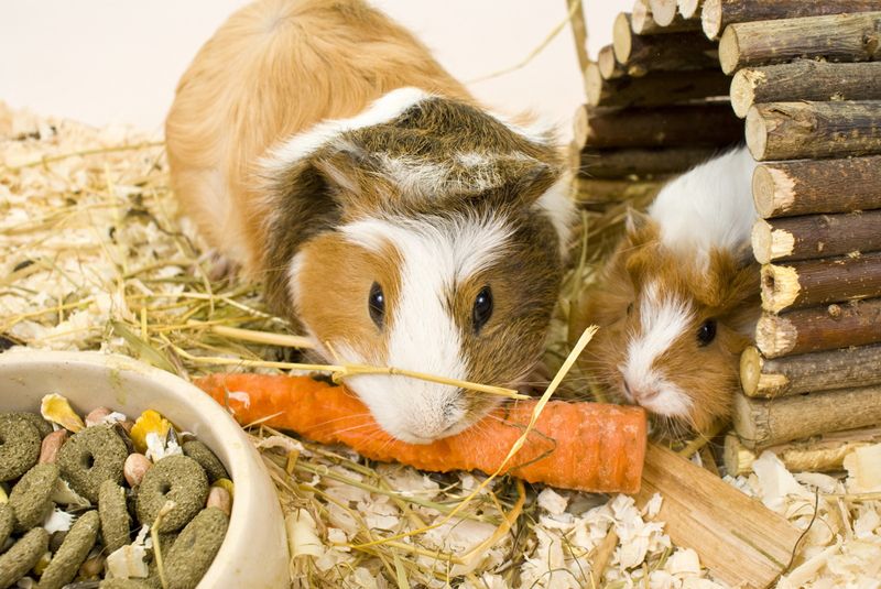 Guinea Pig Facts Live Science