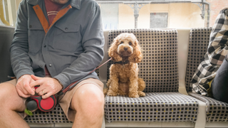 Dog sitting on a train next to owner