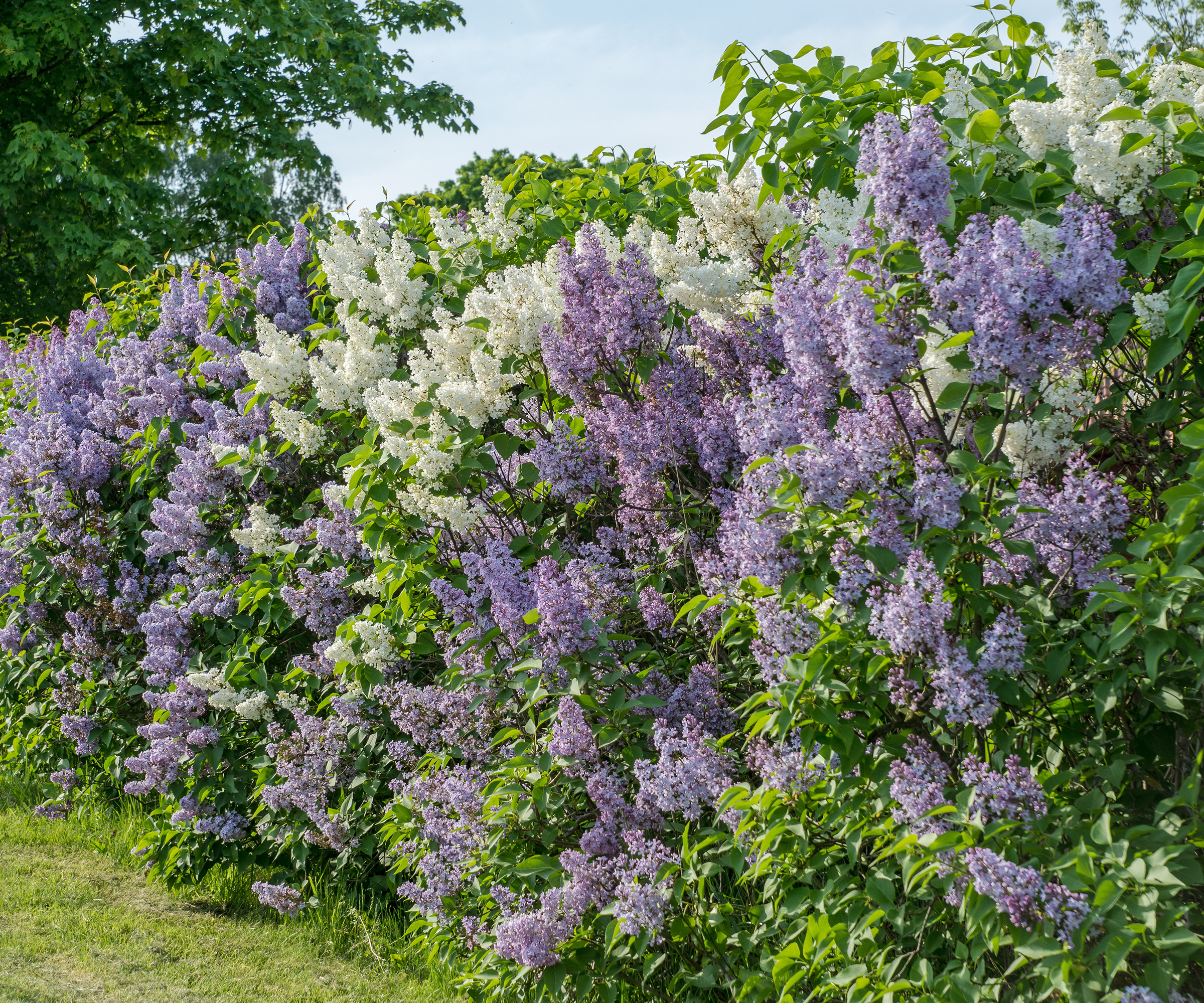 Fragrant lilac hedge