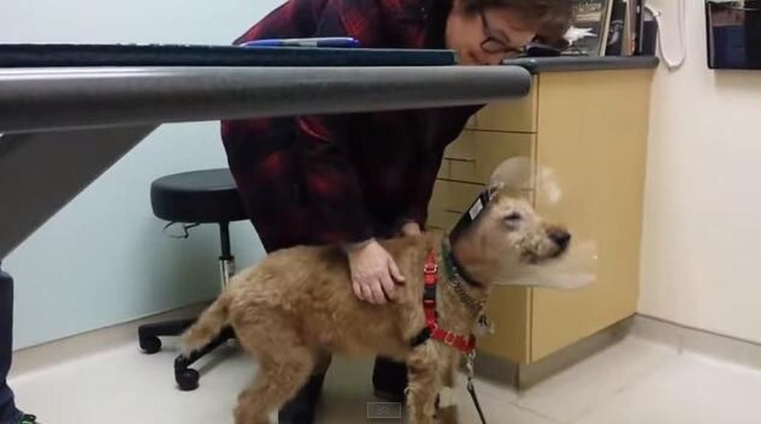 Watch this adorable dog greet his family for the first time after regaining his sight