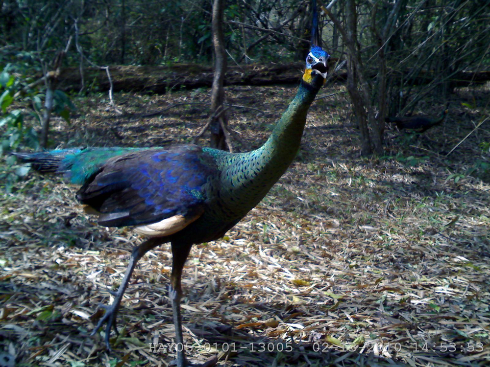 peafowl