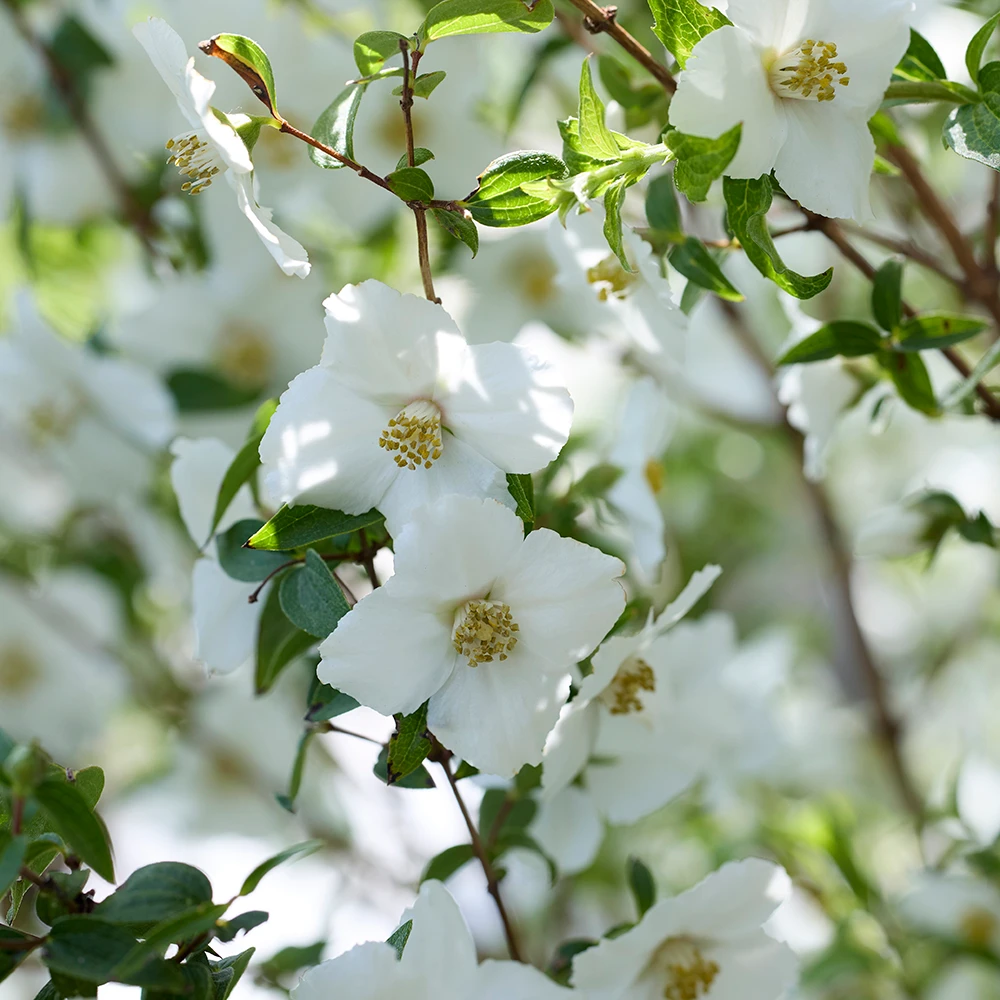 Philadelphus 'petite Perfume White'