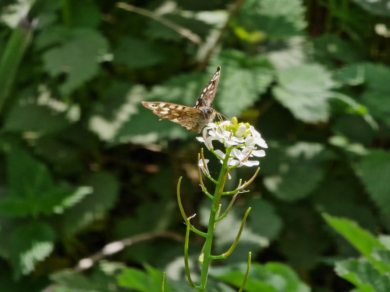 Samsung Galaxy S22 Ultra camera sample