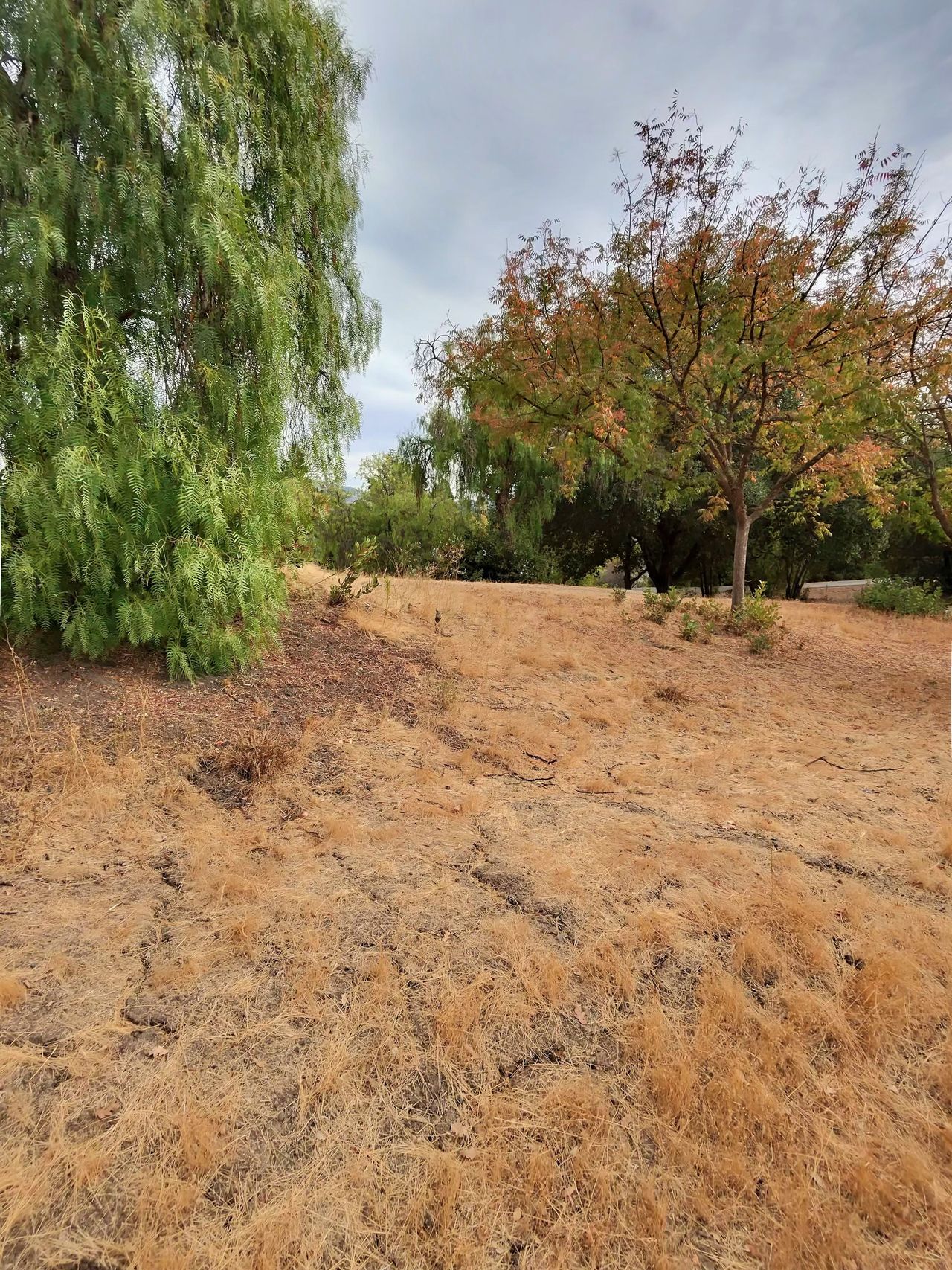 A camera sample showing the visual quality of photos taken from the Ray-Ban Meta smart glasses