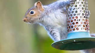 picture of squirrel on peanut feeder