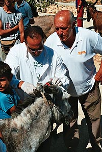Kabul-donkey.jpg