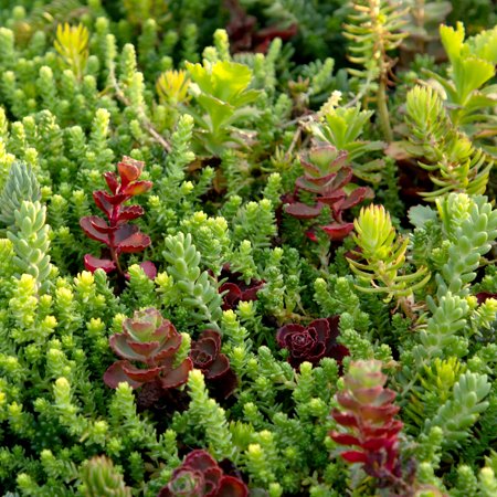 Altman Plants 10" X 20" Sedum Succulent Mat, Easy Hardy Live Succulents for Ground Cover