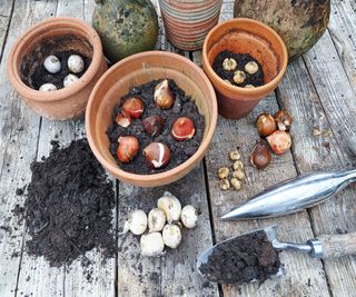 A selection of terracotta pots and bulbs ready for planting