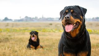 Two rottweilers standing in a field