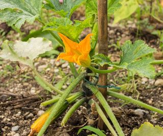 A zucchini plant tied to a stake to grow vertically
