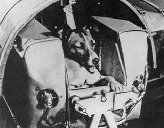 Soviet Union’s Sputnik 2 carried the dog, Laika, into Earth orbit in 1957.