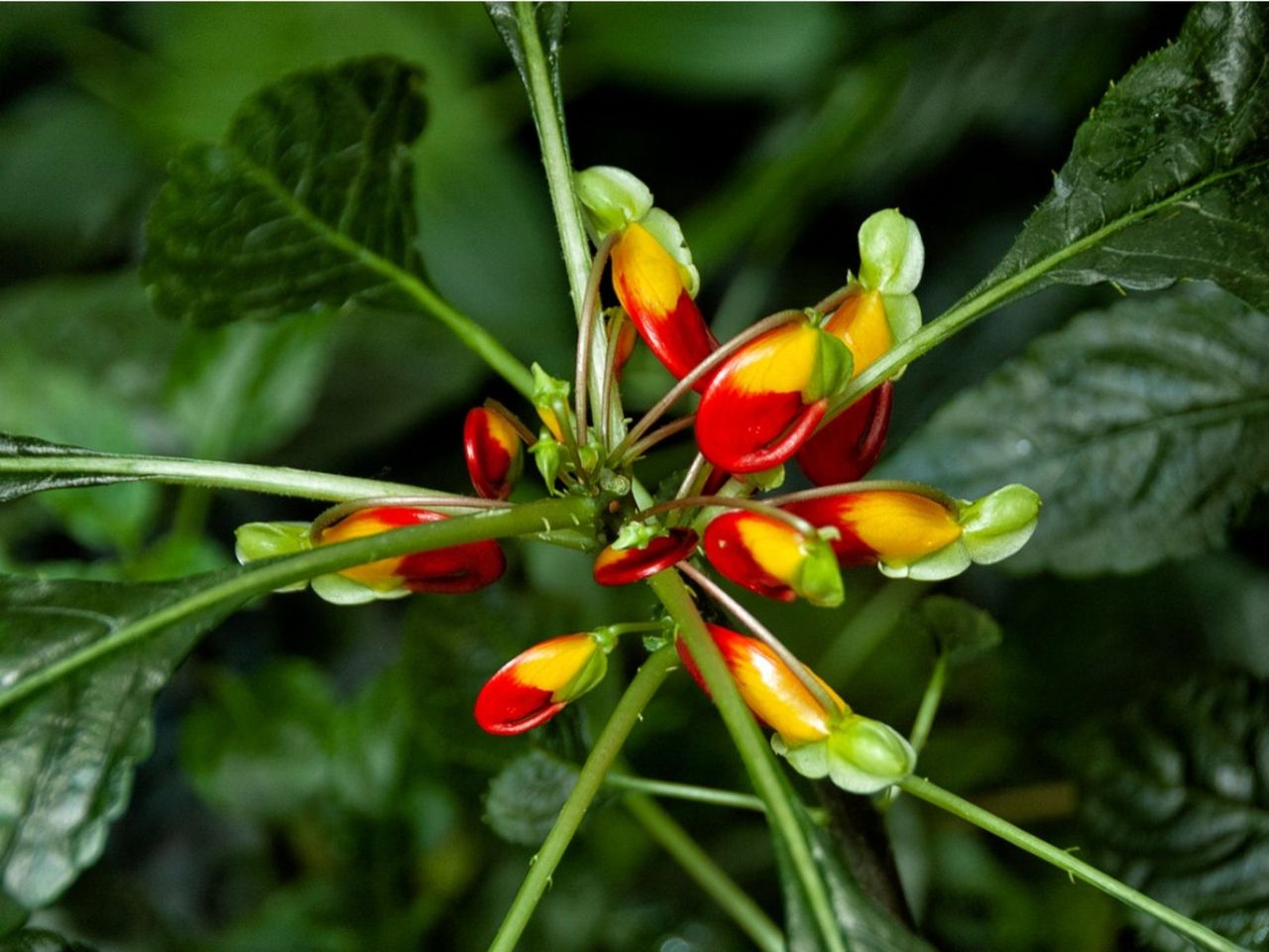 Red-Yellow Congo Cockatoo Plants